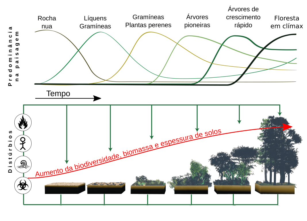 Gráfico que mostra a sucessão natural com exemplo na vegetação. A imagem descreve que a medida em que a sucessão ocorre, a biodiversidade aumenta, bem como a espessura dos solos.